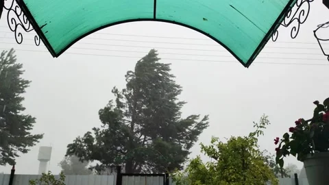 Heavy rain and wind against the background of a spruce tree and a cloudy sky Stock Footage 289528985