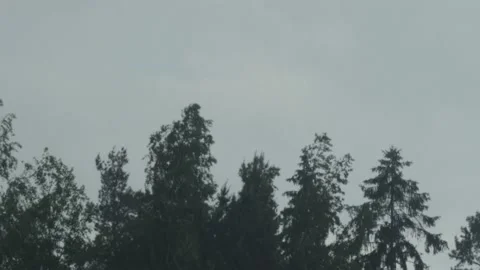 Heavy Rain And Wind Over Trees 4k Stock Footage 155303539