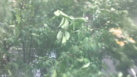 Heavy rain and wind, Rainy season Stock Footage 111462286