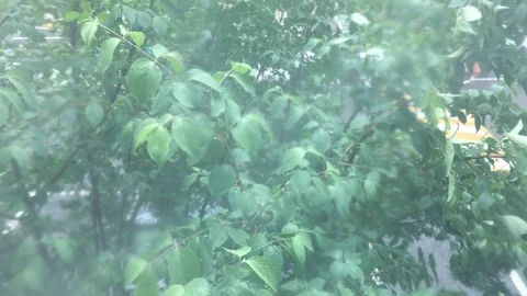 Heavy rain and wind, Rainy season. Stock Footage 111462309
