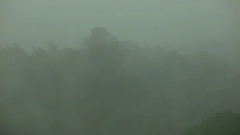 Heavy rain and wind shakes the trees. Hurricane. Video stock 77286226