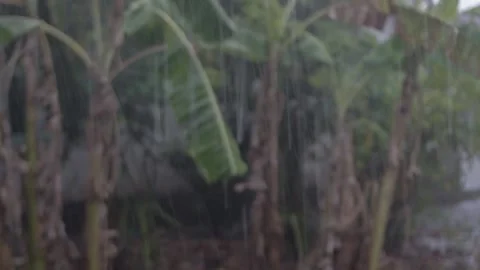Heavy rain around the house Stock Footage 148161025