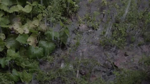 Heavy rain around the house Stock Footage 148161056