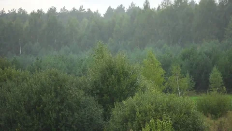 Heavy rain on background of green forest, weather  seasonal cyclone in nature Stock-Footage 160061297