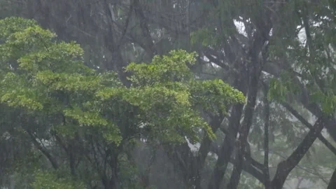 Heavy rain with a background of large tree branches swaying rapidly Stock Footage 291916660