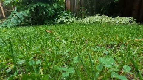 Heavy rain backyard grass low angle Stock Footage 212999393