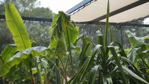 Heavy rain on the backyard with palm trees Stock Footage 76603034