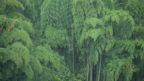 Heavy rain in a bamboo forest Stock Footage 161728265