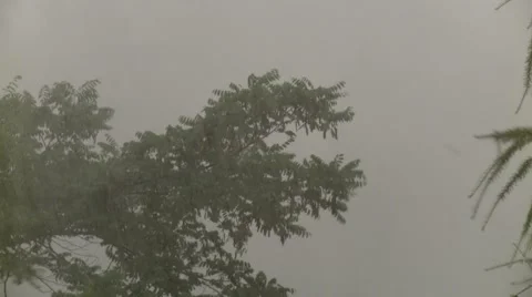 Heavy Rain Bends the Branches of Trees Stock Footage 47739899