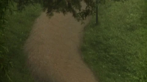 Heavy Rain Bends the Branches of Trees, the Water Flows Down the Sidewalk Stock Footage 47740003