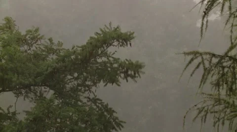 Heavy Rain Bends the Branches of Trees Stock Footage 47740113