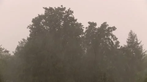 Heavy Rain Bends the Branches of Trees Stock Footage 47740154