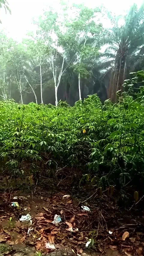 Heavy rain in cassava Stock Footage 303286649