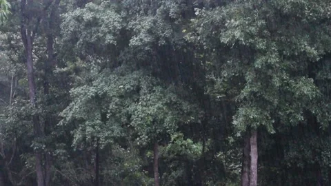Heavy Rain Close Zoom Stock Footage 170669414