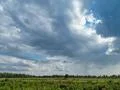 Heavy rain clouds in the sky at sunny day over peat bog moor nature landscape Photo