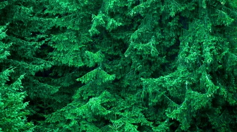 Heavy rain at deep pine tree evergreen forest Stock Footage 54934410