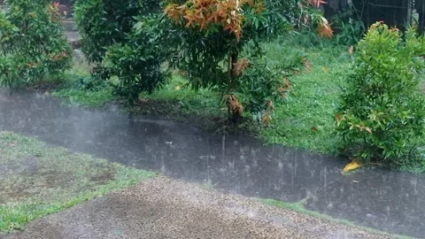 Heavy rain drenches the front yard of the house filled with plants. Stock Footage 328272172