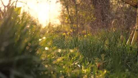 Heavy rain dripping green grass dawn park. raindrops sun glare green lawn Stock Footage 242569393