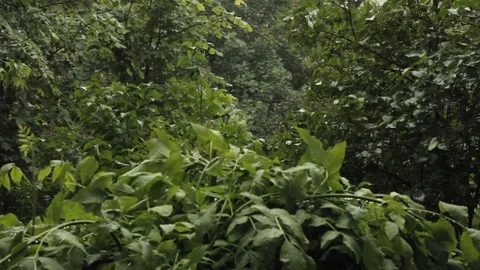 Heavy rain drips on the leaves of the tree Stock Footage 82043268