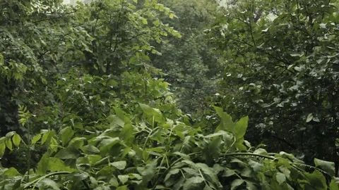 Heavy rain drips on the leaves of the tree Stock Footage 82312899