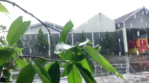 Heavy rain drop into green leaf Stock Footage 234485353