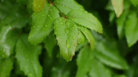 Heavy Rain Droplets Falling Onto A Leaf Stock Footage 135293599