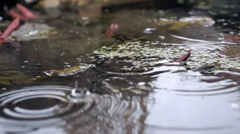 Heavy Rain drops create ripple on pond Stock Footage 37061472