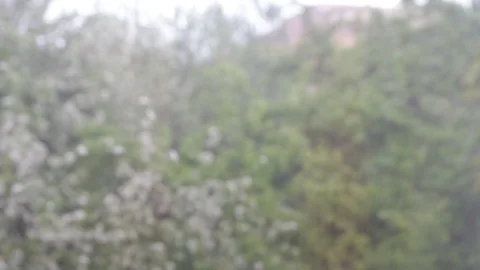 Heavy rain drops fall from grey spring sky on green trees Stock Footage 129946377