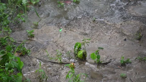 Heavy Rain Drops Falling on Muddy Soil and Creating Puddles. Stock Footage 338030408