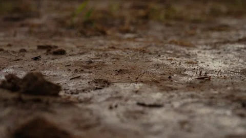Heavy rain drops falling in muddy puddle Stock Footage 341294737