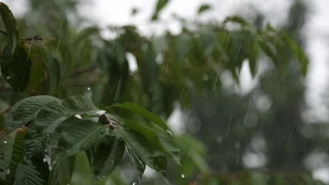 Heavy Rain Drops Falling on Tree Leaves Shaking Super Slow Motion Stock Footage 78775171