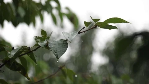 Heavy Rain Drops Falling on Tree Leaves Super Slow Motion Stock Footage 78775188