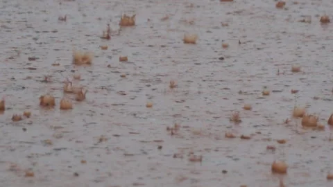 Heavy rain drops Stock Footage 241681511