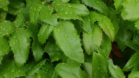 Heavy Rain Drops On Leaves Stock Footage 135293743