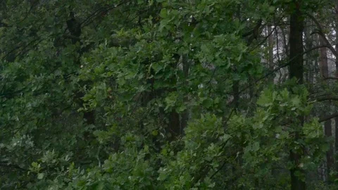 Heavy rain in the evening with green trees swaying in the wind Stock Footage 77128497