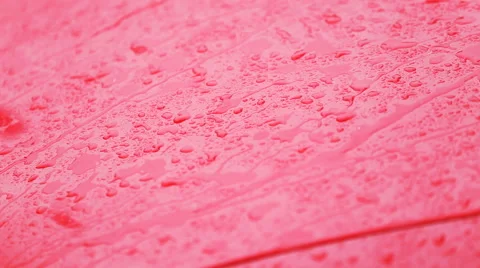 Heavy rain fall on red car hood Stock Footage 54798596