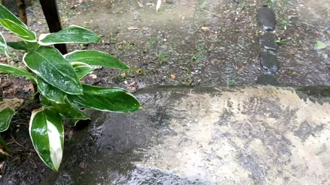 Heavy rain falling 3 Stock Footage 208597788