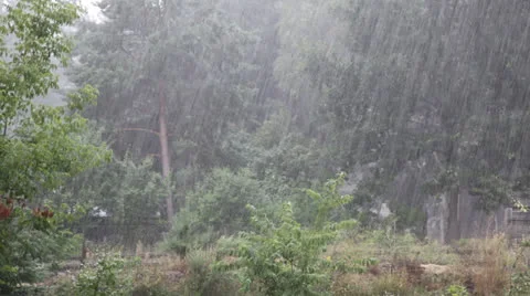 Heavy rain falling amongst trees Stock Footage 26635005