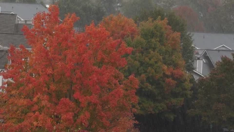 Heavy Rain Falling in Autumn Day. Rainy Autumn Landscape in Park, Bad Windy.. Video stock 343578797