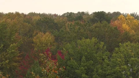 Heavy Rain Falling in Autumn Day. Rainy Autumn Landscape in Park, Bad Windy.. 動画素材 343579258