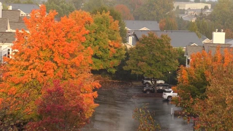 Heavy Rain Falling in Autumn Day. Rainy Autumn Landscape in Park, Bad Windy.. Video stock 343586187