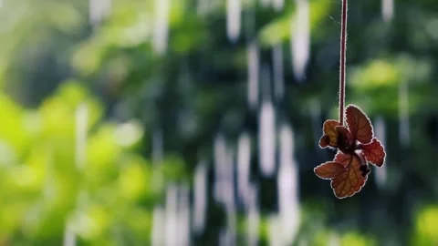 Heavy rain falling on colorful hanging flowers in a lush green garden Stockbeeldmateriaal 329096100