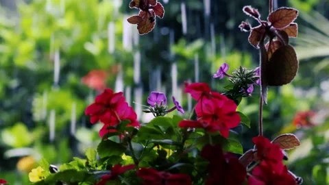 Heavy rain falling on colorful red and purple hanging flowers in a lush garden Stockbeeldmateriaal 328172484