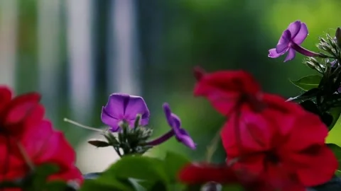 Heavy rain falling on colorful red and purple hanging flowers in a lush garden Stock Footage 329096099