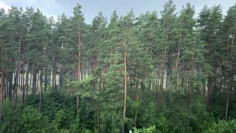 Heavy rain falling in a dense green pine forest with tall trees Vidéo 339366478