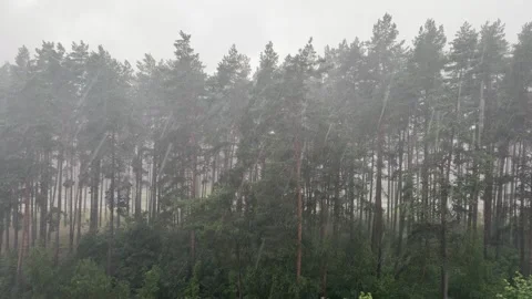 Heavy rain falling in a dense green pine forest, tall trees under overcast  Vídeos de archivo 340149129