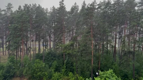 Heavy rain falling in a dense pine forest, tall evergreen trees Stock Footage 339723248