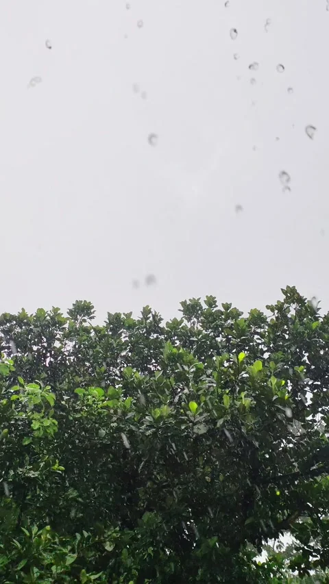 Heavy rain falling down on green lush tree canopy in wet monsoon season lan.. Stock Footage 346398966