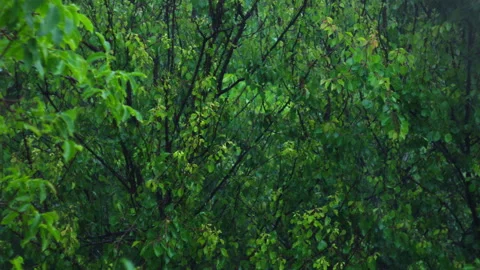 Heavy Rain Falling Down on Lush Green Foliage and Wet Tree Branches in Garden Stock Footage 337423889