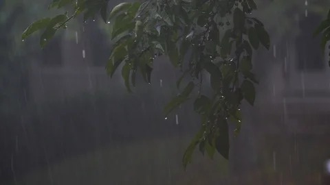 Heavy rain falling during thunderstorm through trees Stock Footage 118058139
